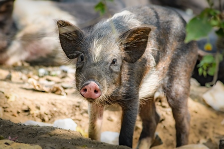 Indian feral piglet on wasteland next to a garbage dump in a city in Maharashtra, India, 2022