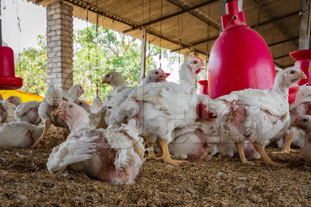 Many Indian broiler chickens standing and sitting in a shed on a poultry farm in Maharashtra in India, 2021