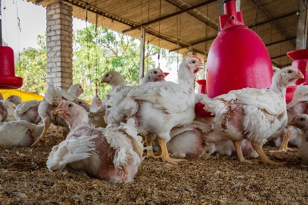 Many Indian broiler chickens standing and sitting in a shed on a poultry farm in Maharashtra in India, 2021