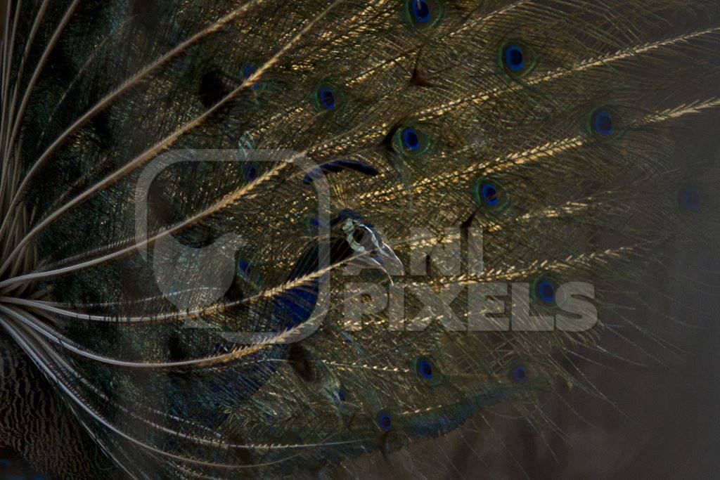 Peacock seen through his feathers