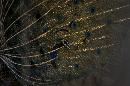 Peacock seen through his feathers