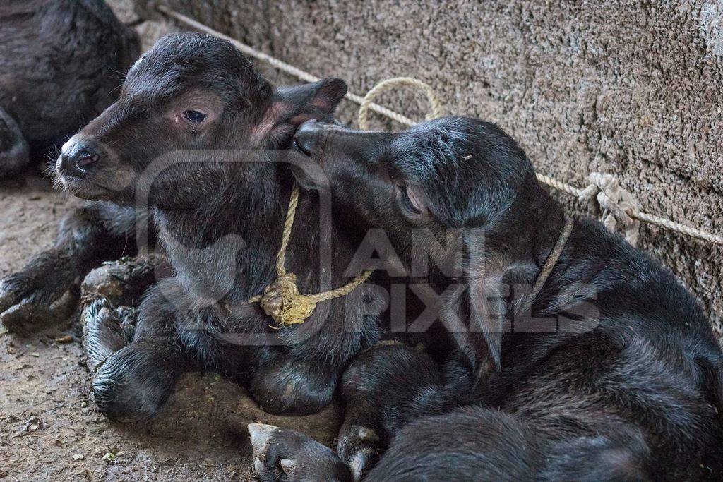 Farmed buffalo calves tied up in an urban dairy