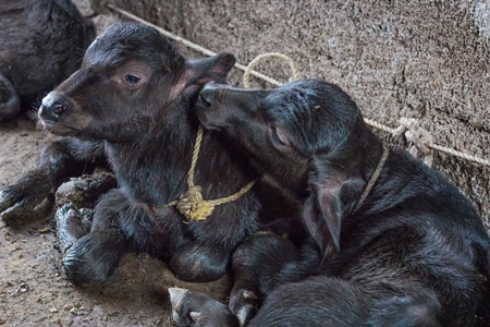 Farmed buffalo calves tied up in an urban dairy