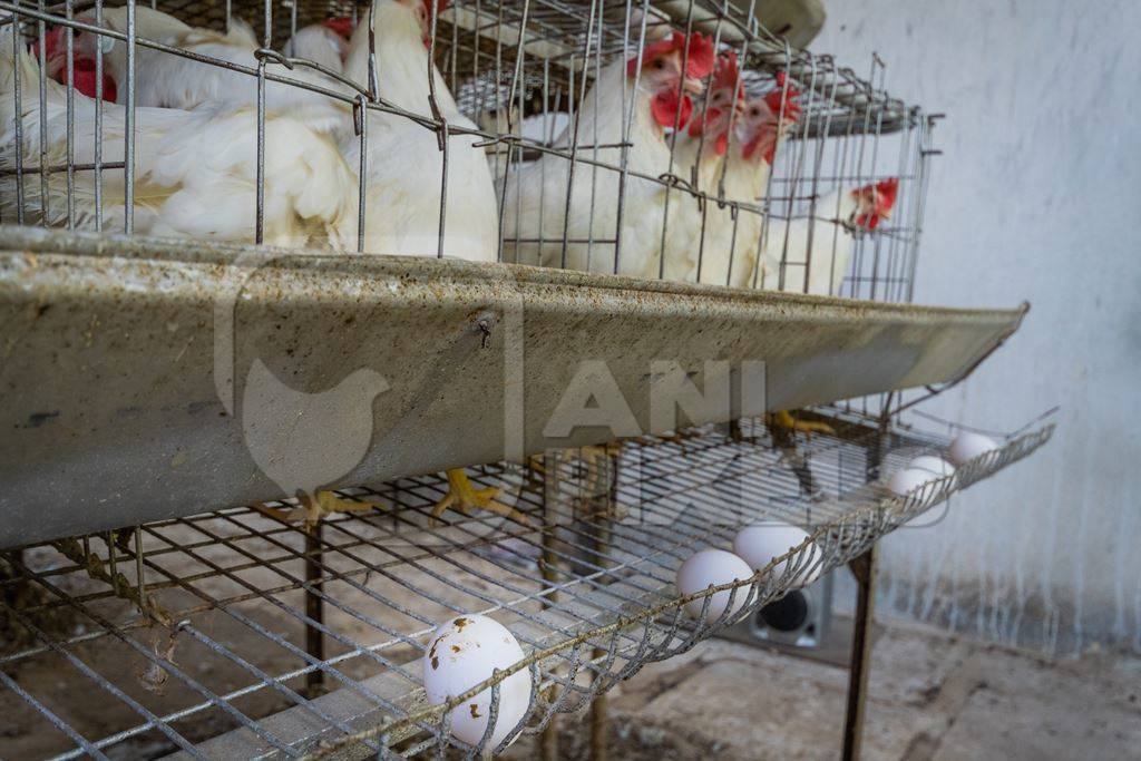 Dirty eggs on a poultry layer farm or egg farm in rural Maharashtra, India, 2021