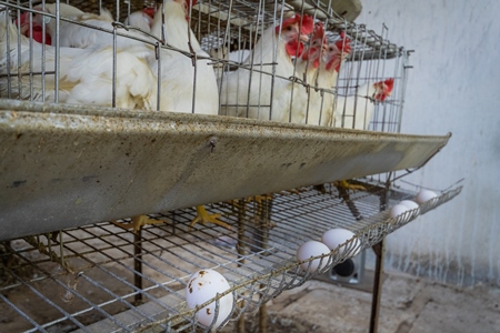 Dirty eggs on a poultry layer farm or egg farm in rural Maharashtra, India, 2021