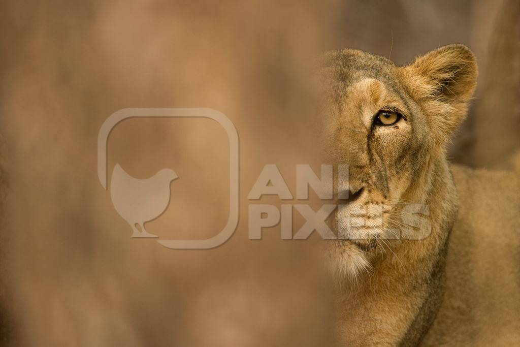 Asiatic lioness in Gir National Park