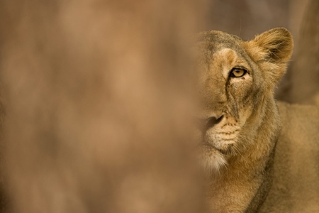 Asiatic lioness in Gir National Park