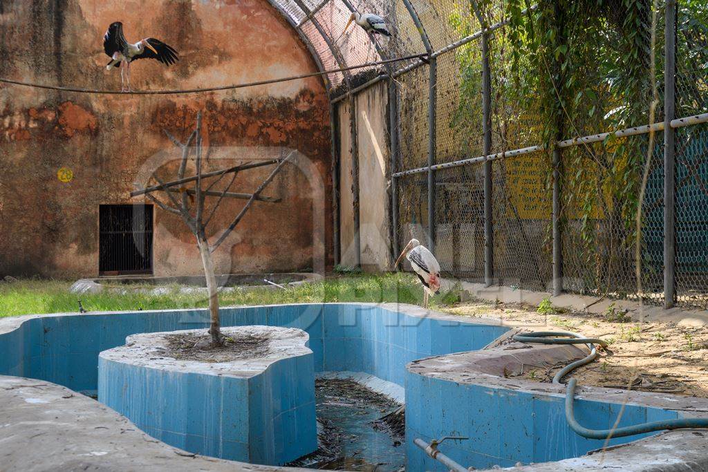 Painted storks in an enclosure with dirty pond or pool at Jaipur zoo, Rajasthan, India, 2022