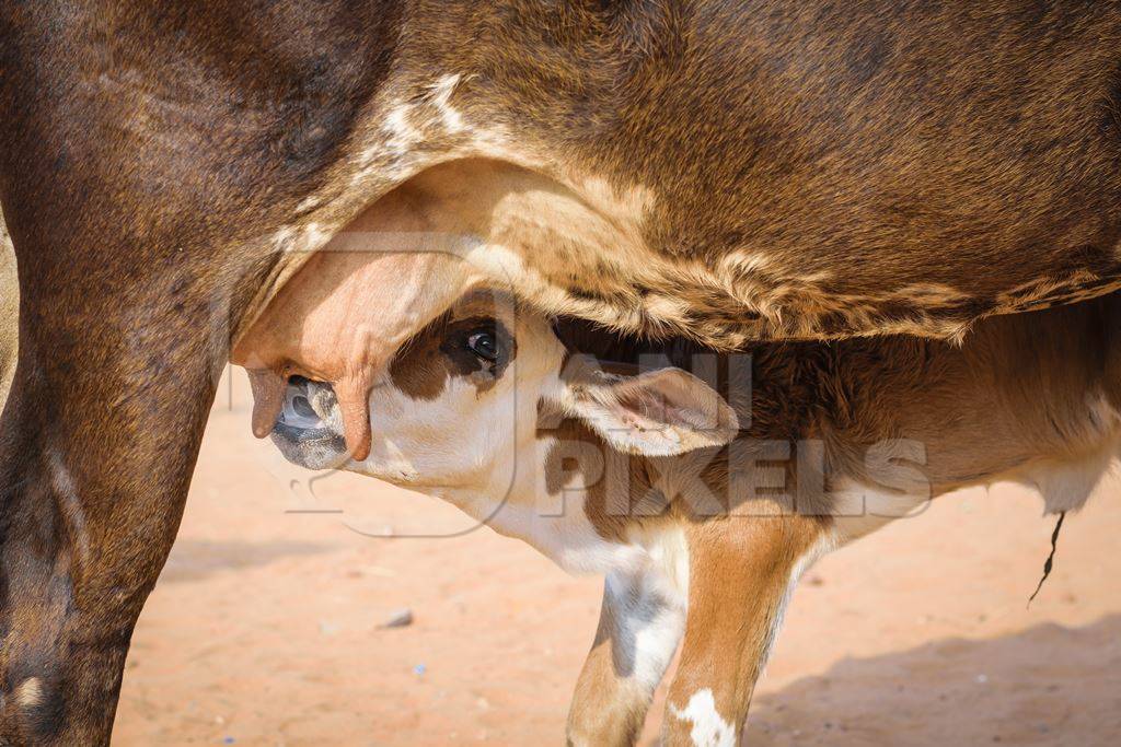 Baby calf suckling milk from mother street cow on beach in Goa in India