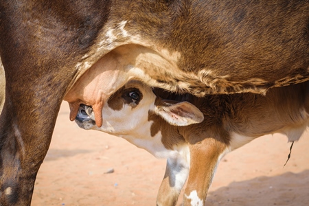 Baby calf suckling milk from mother street cow on beach in Goa in India