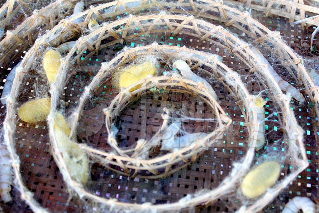 Silkworm cocoons in basket