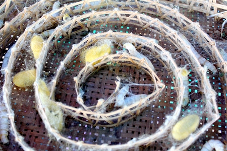 Silkworm cocoons in basket