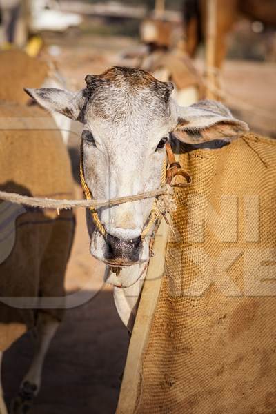 Indian cows or bullocks tied up with nose ropes and wearing blankets at Nagaur Cattle Fair, Nagaur, Rajasthan, India, 2022