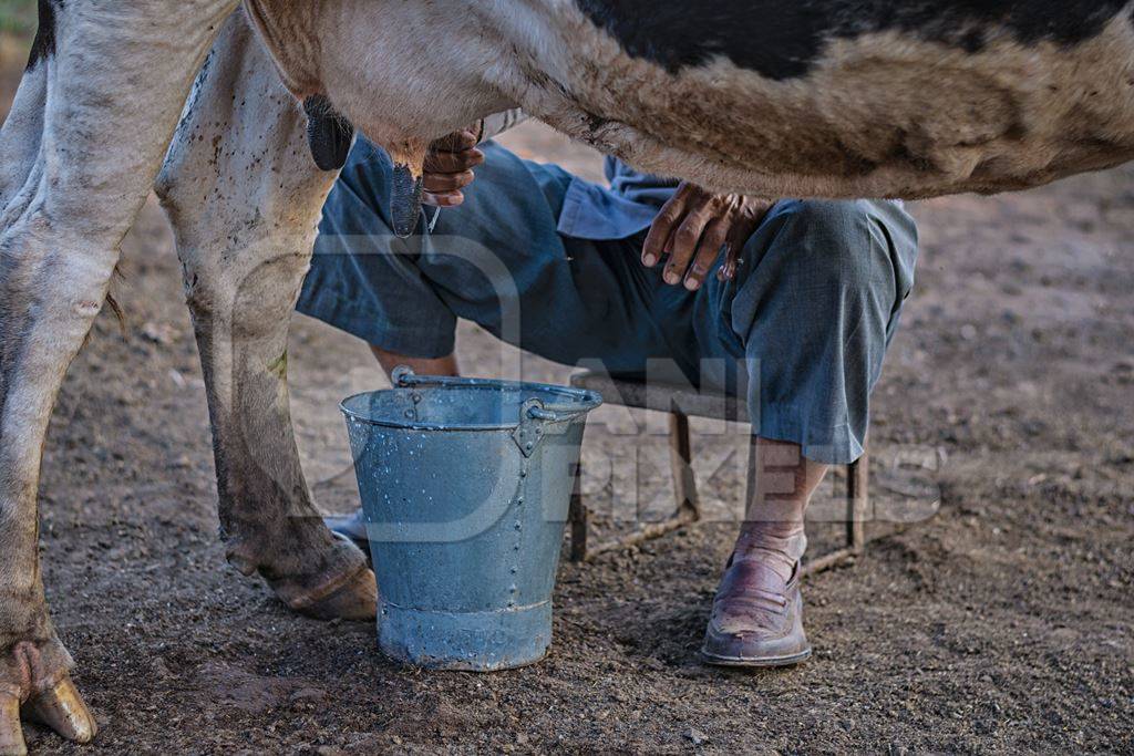 Farmer milking dairy cow into a bucket