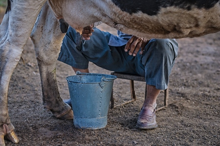 Farmer milking dairy cow into a bucket