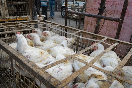 Indian broiler chickens in cages at a small chicken poultry market in Jaipur, India, 2022