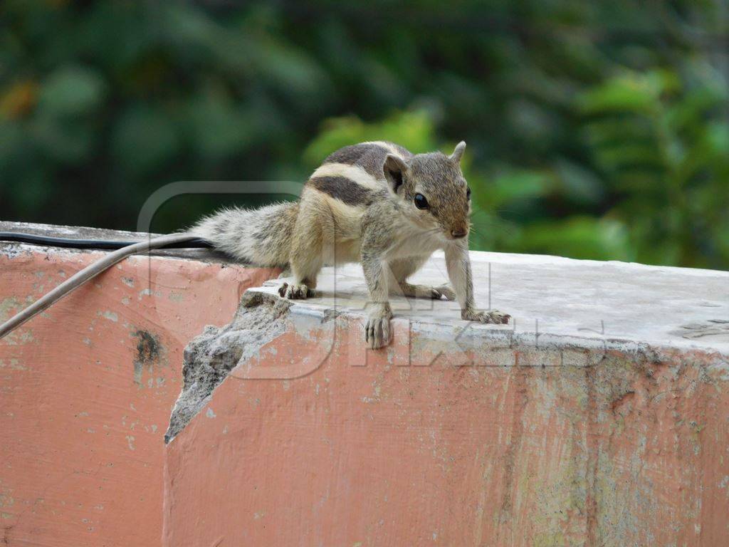 Indian palm squirrel running along a wall