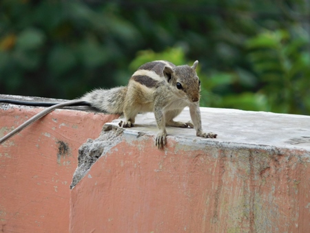 Indian palm squirrel running along a wall