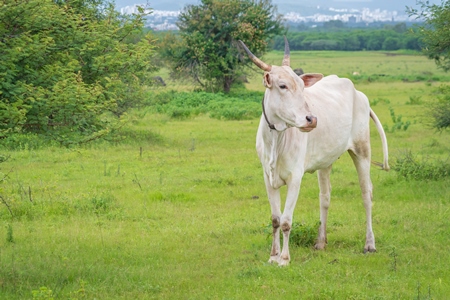 Indian cow from a dairy farm grazing in a green field on the outskirts of a city in Maharashtra in India