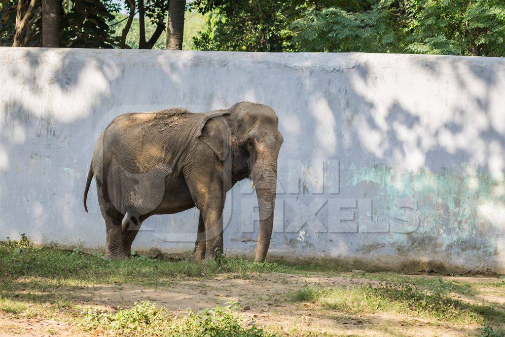 Captive Indian elephant in an enclosure in captivity in a zoo in Patna