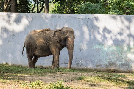 Captive Indian elephant in an enclosure in captivity in a zoo in Patna