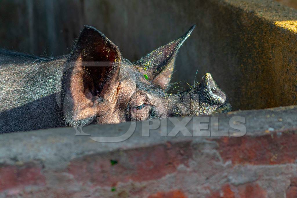 Photo of farmed pig in concrete pig sty on a pig farm in Nagaland in the Northeast of India