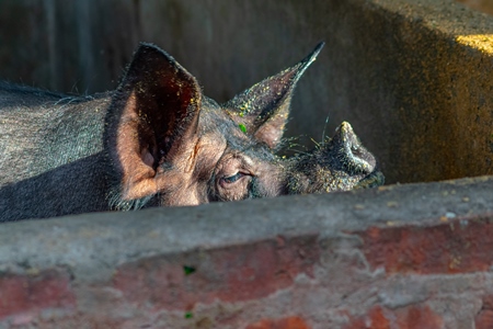 Photo of farmed pig in concrete pig sty on a pig farm in Nagaland in the Northeast of India