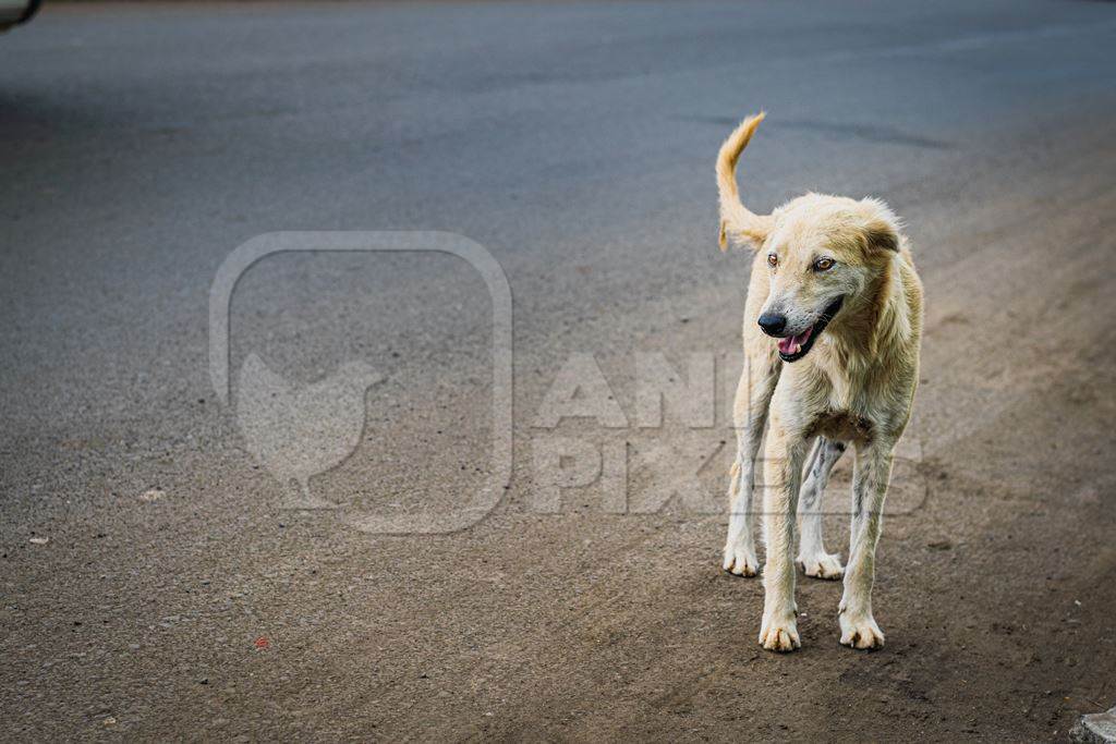 Happy stray Indian street dog or Indian pariah dog on the street in an urban city in Maharashtra, India, 2021