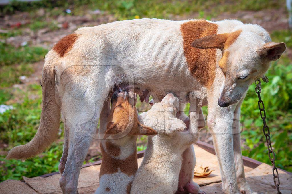 Indian street or stray dog kept as pet chained up with litter of puppies suckling from the mother, in Maharashtra in India