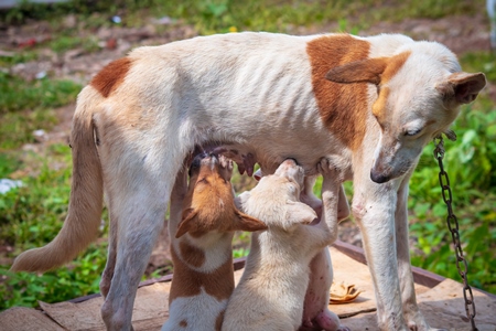 Indian street or stray dog kept as pet chained up with litter of puppies suckling from the mother, in Maharashtra in India