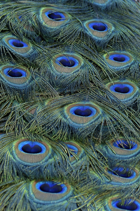 Colourful peacock feathers