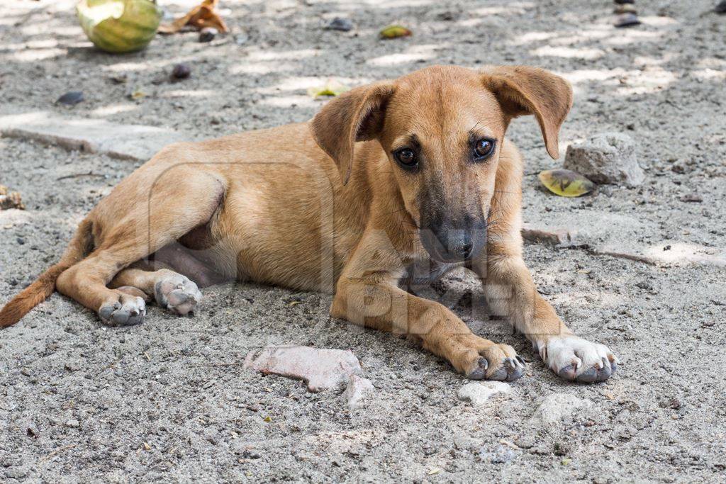 Brown street puppy lying on ground