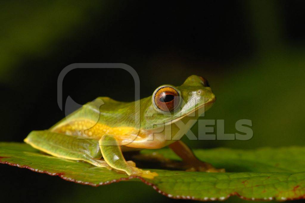 Green Indian frog on leaf