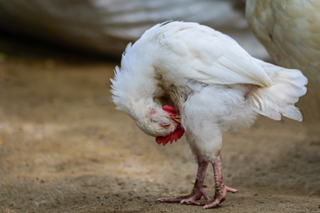 White free range chicken in a rural village in Bihar in India with brown background