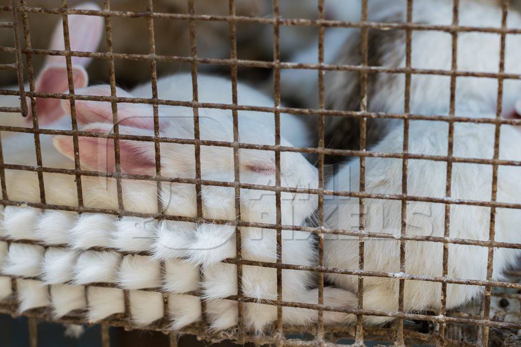 White rabbits in cage on sale at Crawford pet market