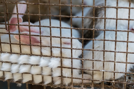 White rabbits in cage on sale at Crawford pet market