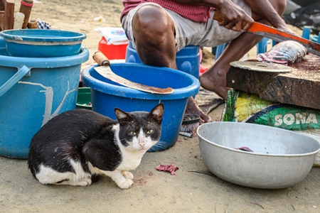 Indian stray or street cat at at Malvan fish market on beach in Malvan, Maharashtra, India, 2022