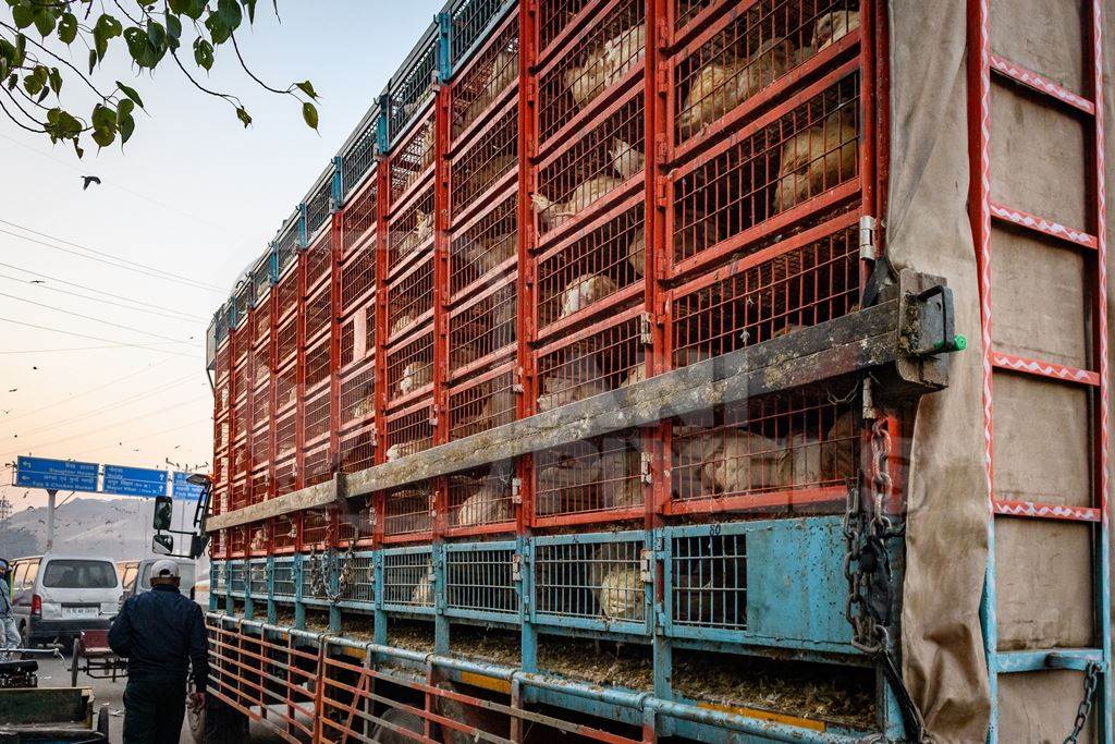 Many Indian broiler chickens in cages on large transport trucks at Ghazipur murga mandi, Ghazipur, Delhi, India, 2022