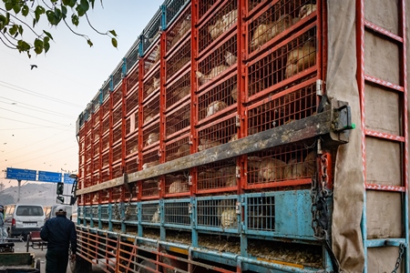 Many Indian broiler chickens in cages on large transport trucks at Ghazipur murga mandi, Ghazipur, Delhi, India, 2022