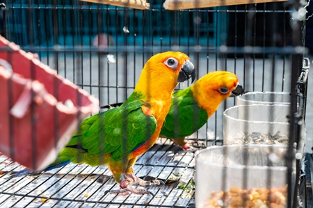 Caged colourful Sun Conures or Sun parakeets on sale as pets at Sonepur mela in Bihar, India