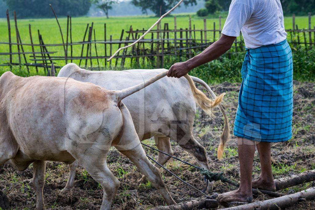 Two working bullocks in harness pulling plough through field with farmer