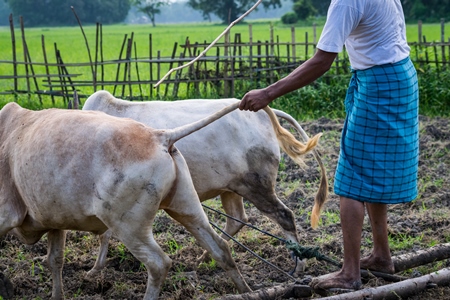 Two working bullocks in harness pulling plough through field with farmer