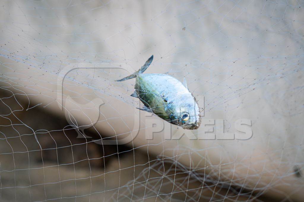 Indian fish caught in fishing net on beach in Goa, India, 2022