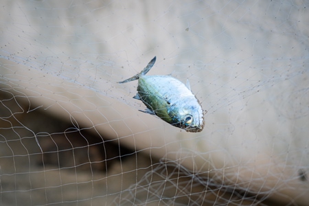 Indian fish caught in fishing net on beach in Goa, India, 2022