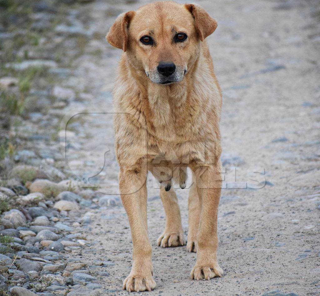 Old brown street dog looking at camera