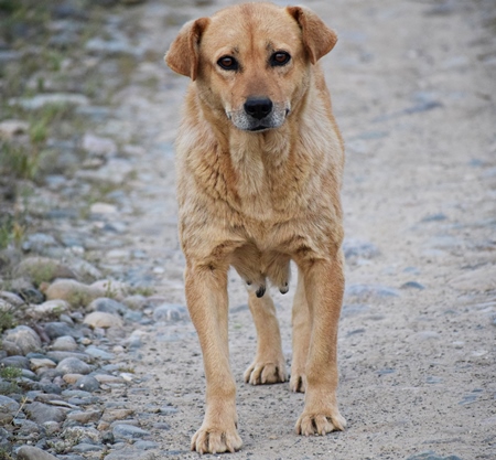 Old brown street dog looking at camera