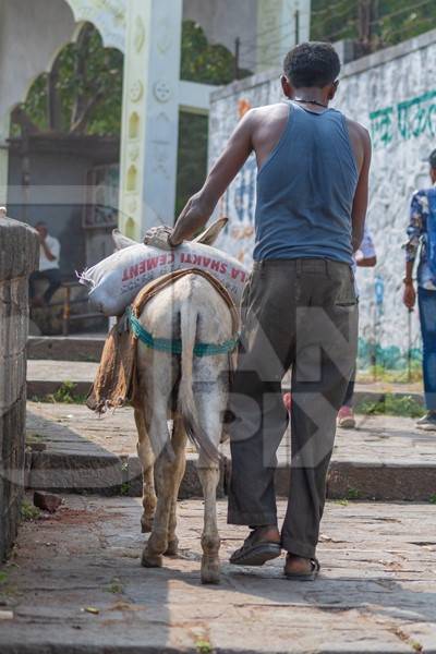 Working donkey with man following behind used for animal labour to carry heavy sacks of cement in an urban city in Maharashtra in India