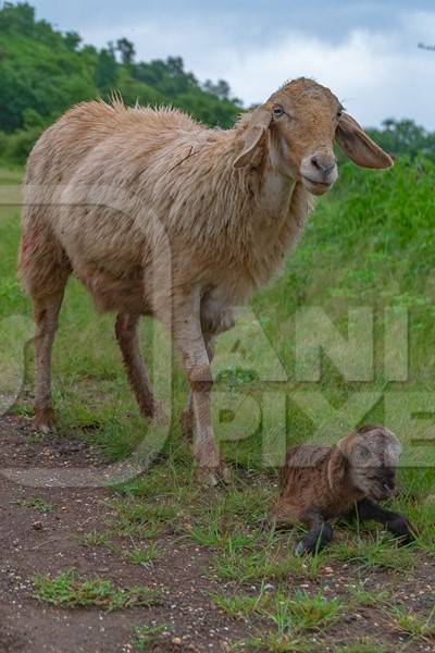 Cute small brown baby Indian lamb lying with mother sheep in a green field in Maharashtra in India