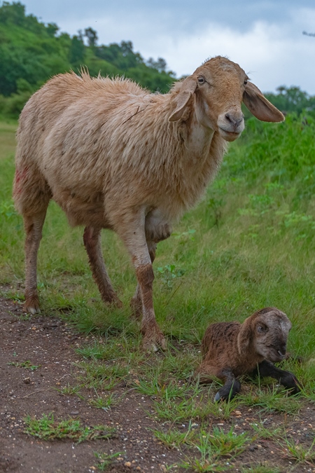 Cute small brown baby Indian lamb lying with mother sheep in a green field in Maharashtra in India