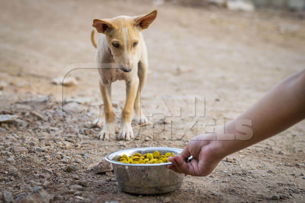 Animal rescue volunteer feeding stray Indian street puppy dog, India